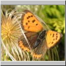 Lycaena phlaeas - Kleiner Feuerfalter 08.jpg